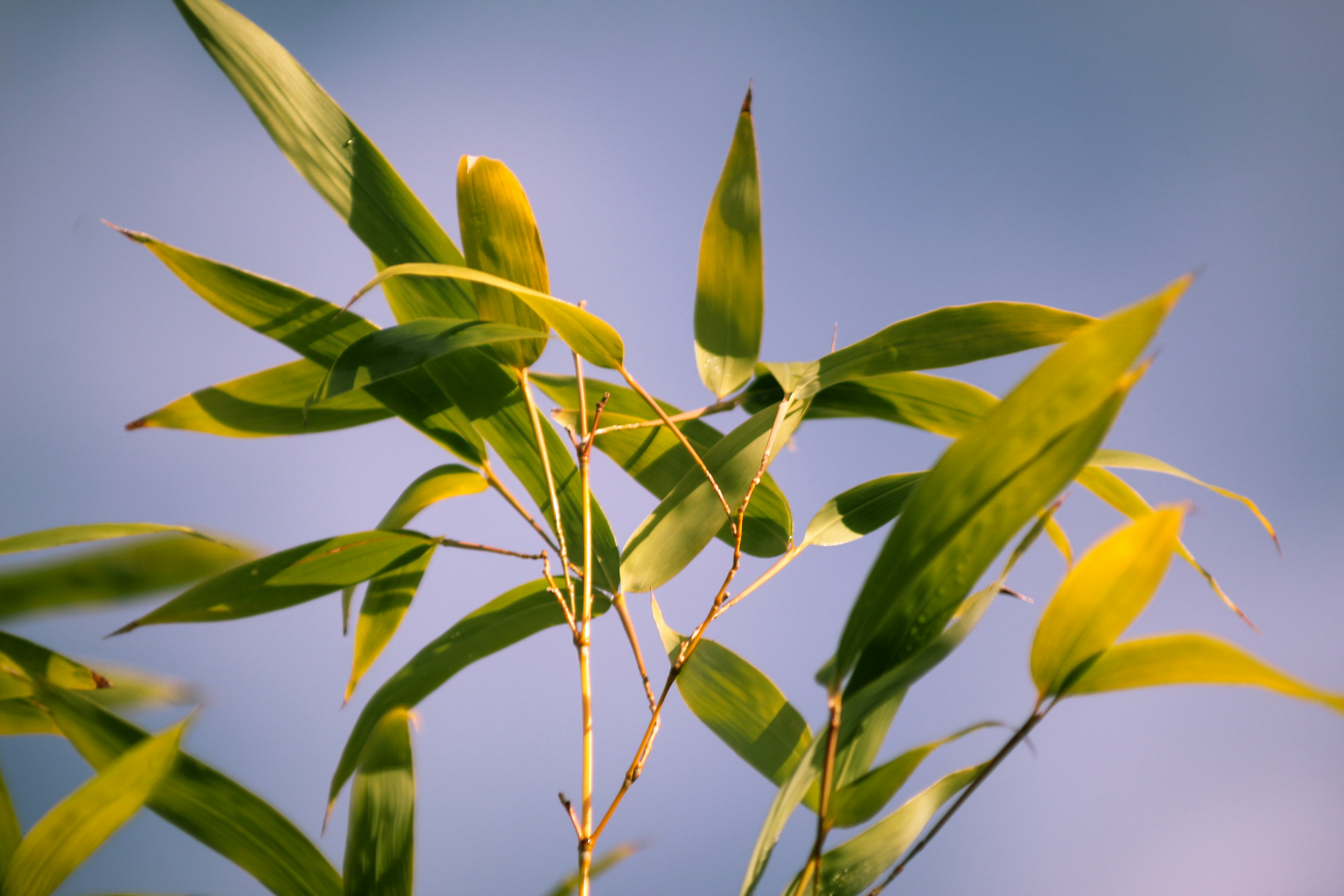 green leaves under blue sky during daytime